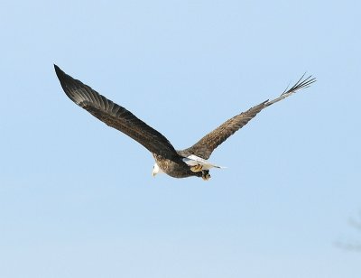 eagle1.25.3.jpg