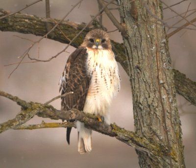 red tail hawk.2.jpg