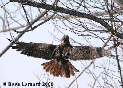 redtail3.7.2.jpg