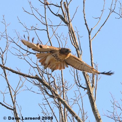 redtail3.15.4.jpg