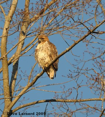 redtail3.24.1.jpg