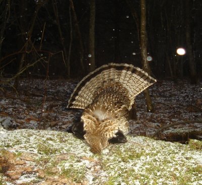 strutting grouse 2.jpg