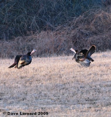 gobblers3.28.4.jpg