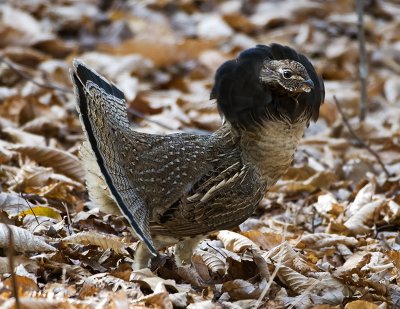 fallstrutting2.jpg