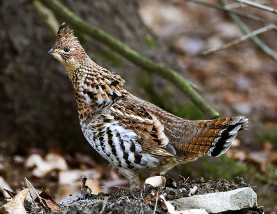 hengrouse.jpg