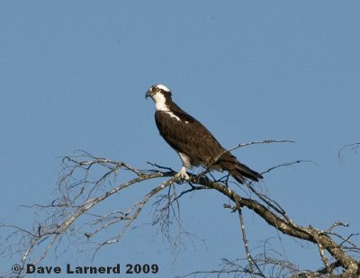 ludlowosprey5.jpg