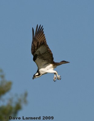 ludlowosprey2.jpg