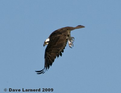 ludlowosprey3.jpg