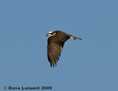 ludlowosprey4.jpg