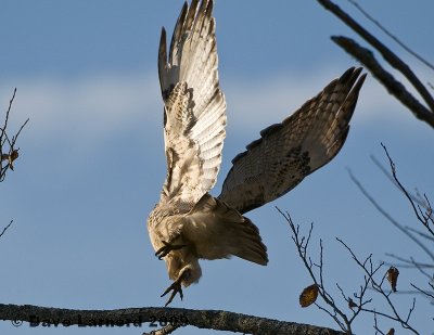 redtail10.22.2.jpg