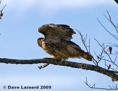 redtail10.22.1.jpg