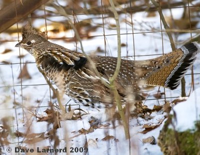 fencerowgrouse.jpg