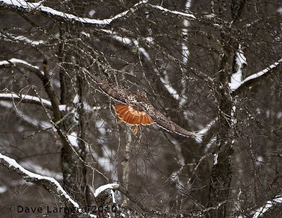 REDTAIL1.3.jpg