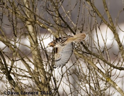 DSC_6467.jpg