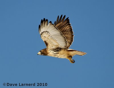 DSC_6586.jpg