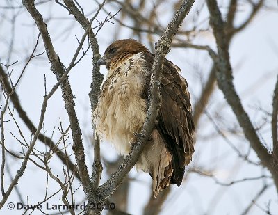 DSC_6877.jpg