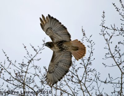 DSC_6852.jpg