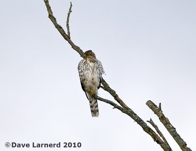 DSC_6771.jpg