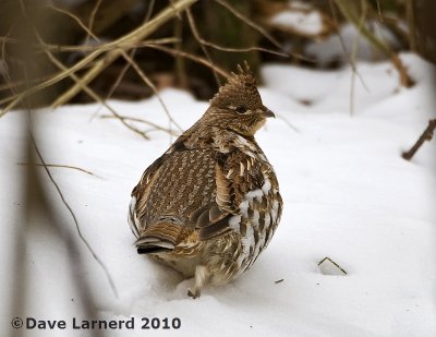 DSC_6917.jpg