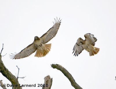 DSC_7171.jpg