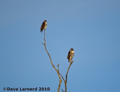 DSC_7334.jpg