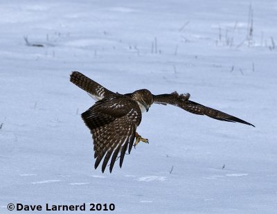 DSC_7484.jpg