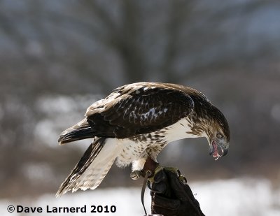 DSC_7475.jpg