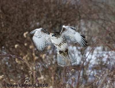 DSC_7458.jpg