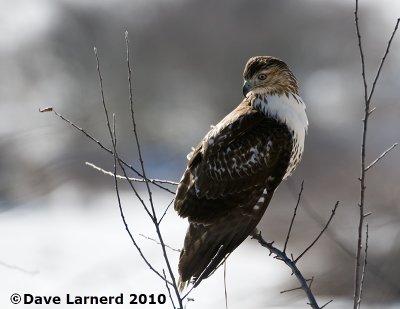 DSC_7446.jpg
