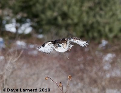 DSC_7432.jpg