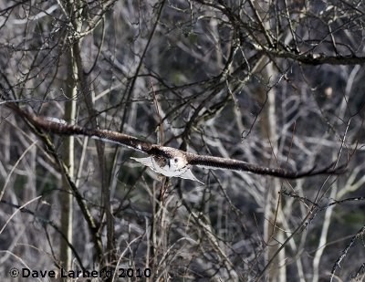 DSC_7423.jpg