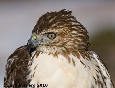 DSC_7404.jpg