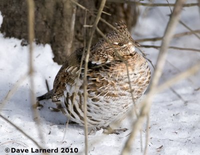 DSC_7375.jpg