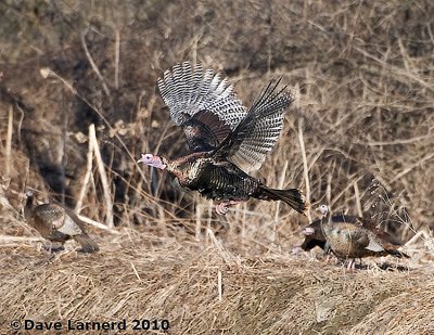 DSC_7977.jpg