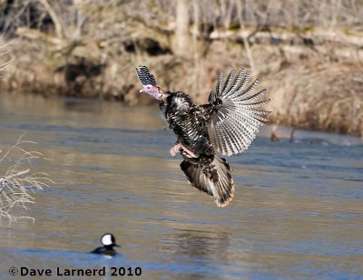 DSC_7982.jpg