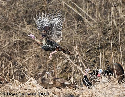 DSC_7990.jpg