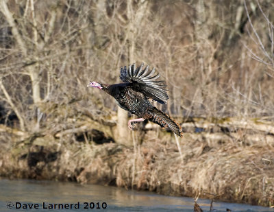 DSC_7995.jpg
