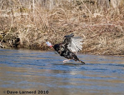 DSC_8000.jpg