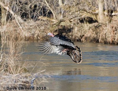 DSC_8016.jpg