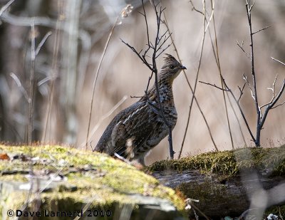 DSC_8323.jpg