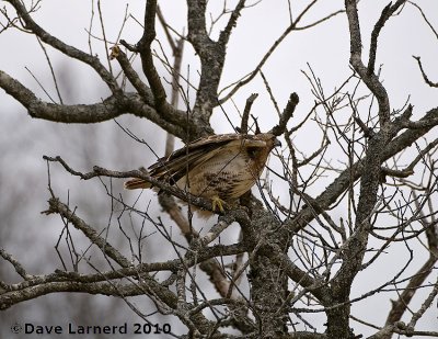 DSC_8375.jpg