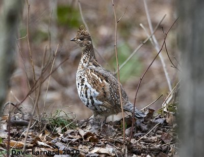 DSC_8554.jpg