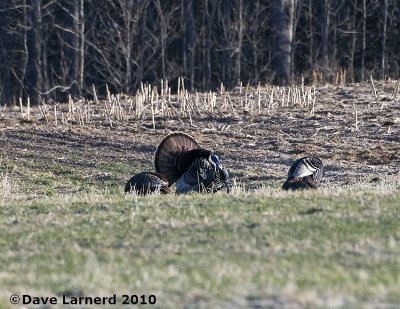 DSC_8518.jpg