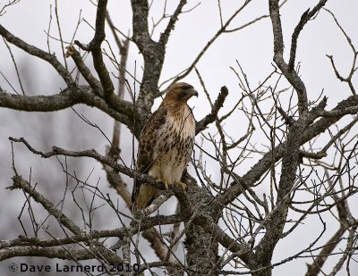 DSC_8373.jpg