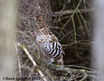 DSC_8695.jpg