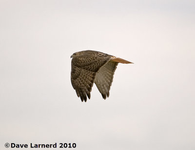 DSC_8598.jpg