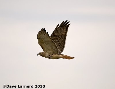 DSC_8597.jpg