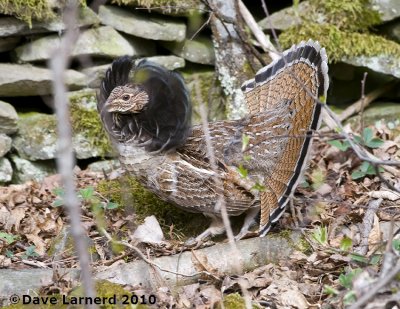 Male red phase Ruffed Grouse in full display