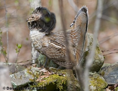DSC_8768.jpg