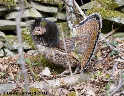 DSC_8758.jpg